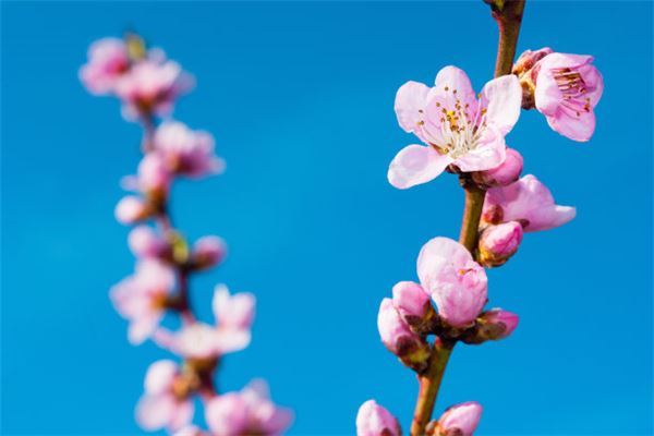 解密高命：命理学中的成功与内涵