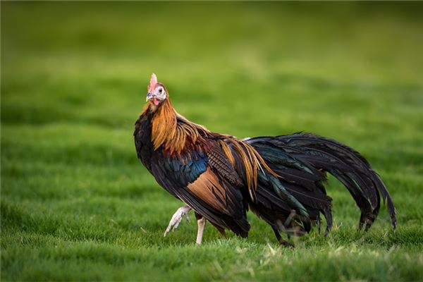 命运与努力：为何我们仍需奋斗